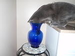 2009_0504TheVasesDaysAreNumbered.jpg