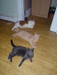 2009_0522TheLineup.jpg