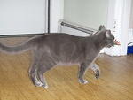 2009_0815KhensuStoleHisPlant.JPG