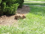 2009_0825RabbitAtTheTombOfASaint.JPG