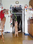 2009_0102Anubis.JPG