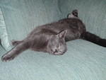 2009_0104KhensuSnoozer.JPG