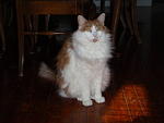 2009_0104MySweetStetto.JPG
