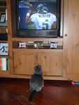 2009_0104OddCat.JPG