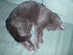 2009_0107Tongue1.JPG