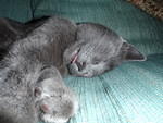 2009_0107Tongue2.JPG
