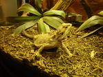 2009_0108Dragon.JPG