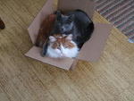 2009_0115BlurryBuddies.JPG