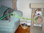2009_0127AllPlayTogether.jpg