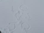 2009_1220Blizzard15.JPG