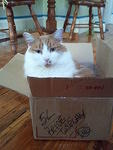 2010-10-11MySweetStetto.jpg