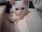 2010-11-21 HathorSnugglingWithHerBaby.jpg