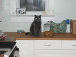 2010_0914CookiePolice.JPG