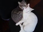 2010_0301HemiCleaningHathor2.JPG