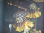 2010_0321Frogs2.JPG