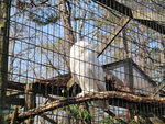 2010_0321Hedwig.JPG