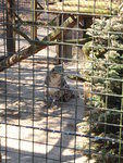 2010_0321Leopard.JPG