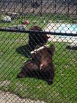2010_0321PlayfulBears.JPG