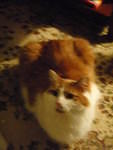 2010_0324MySweetStetto1.JPG