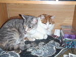 2010_0330HemusetAndStetto.JPG