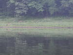 2010_0613EagleOnShore.JPG