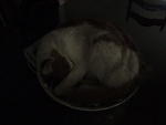 2010_0724StettoInABowl.JPG