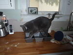 2010_0727HelpingMamaBake.JPG