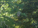 2010_0807MassiveBeeHive.JPG