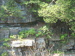 2010_0815WeasleOnTheLedge2.JPG