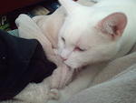 2010-12-03 HathorNursing.jpg