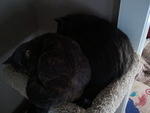 2010-12-14 KhensuAndHemiThatNeverHappens.jpg