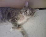 2010_0204Hemi.jpg
