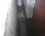 2010_0204ScaredyCats.jpg