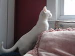 2010_0206PrettyHathor.JPG