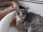 2010_0206SweetHemi.JPG