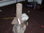 2010_0216HemiAndHathorPlaying.JPG
