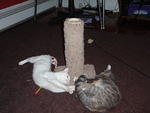 2010_0216SettlingIn.JPG
