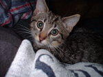 2003 1123Gizmo