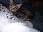 2003 1123SweetLittlePuss