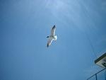 2003 0701SeagullWithAMuscleStuckToHisFoot