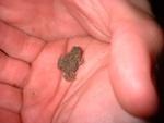 2003 0822TinyFrog