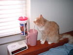 2003_0308Busted