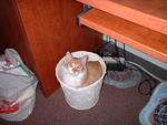 2003_0308GarbageKitty