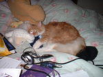 2003_0403CanHeBeAnySweeter