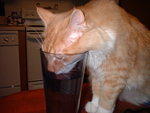 2003_0411BustedAgain