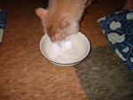 2003_0429Puss&ASnoopySnowCone