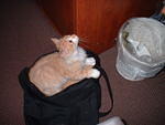 2002_1204PussyInABag