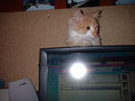 2002_1210PeekABooKitty