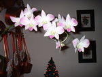 2002_1220MomsFlower