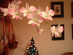 2002_1220PrettyFlowers